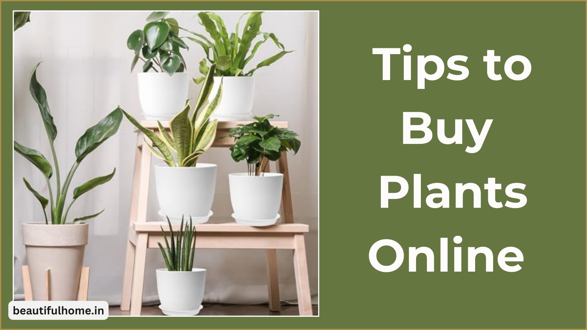 Things to Consider While Buying Natural Plants Online: Tips to Buy Plants Online – Beautiful Homes