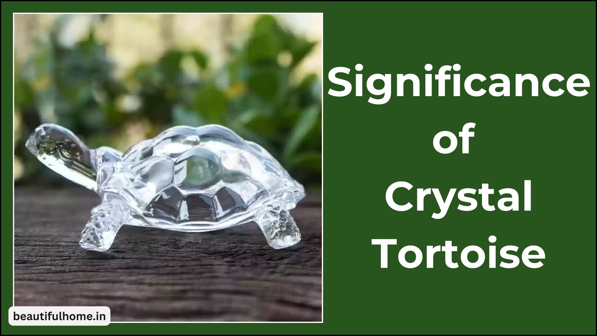 Significance of Crystal Tortoise at Home: Feng Shui Direction, Placement – Beautiful Homes